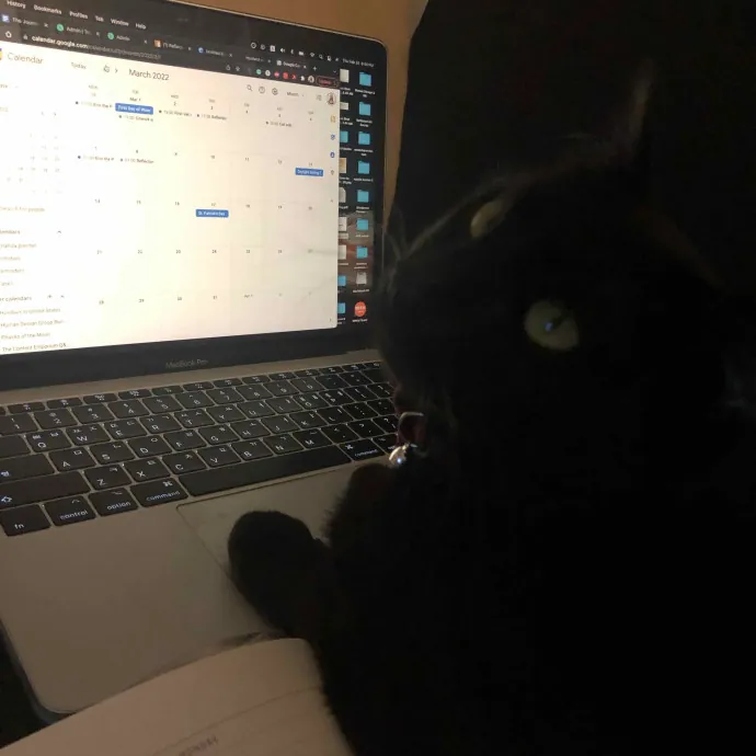 Amanda's Cat Sitting In Duluth