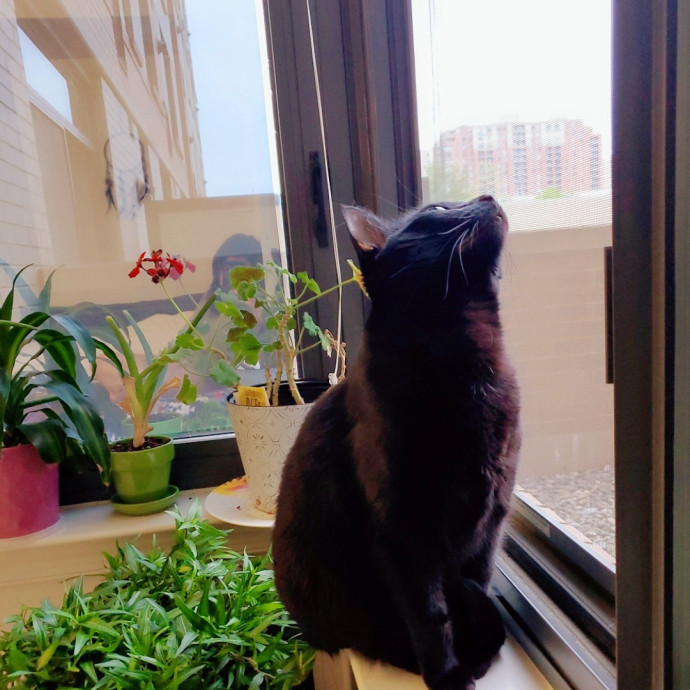 Navoda's Kitty Care