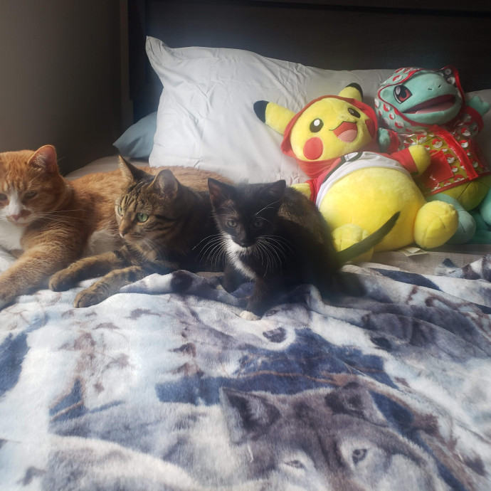T'anna's Purrfect Cat-Sitting photo 2