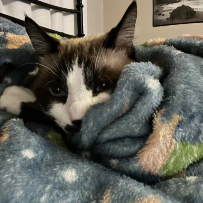 Quality Cat Care In Temecula