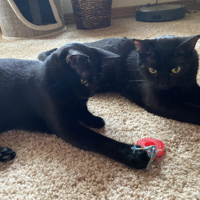 Nicole's Catsitting photo 2