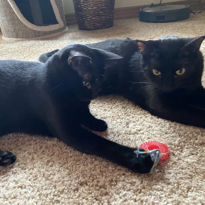 Nicole's Catsitting photo 2