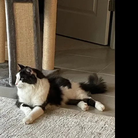 Sharon's Signature Cat Care