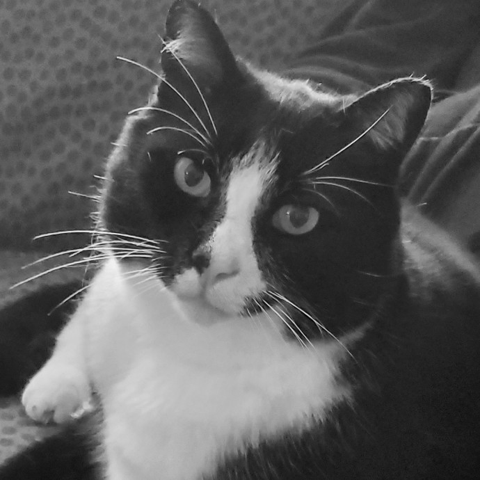 Experienced Cat Mom photo 2