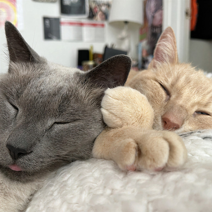 Happy Tails Cat Sits- Experienced Cat Sitter In San Francisco