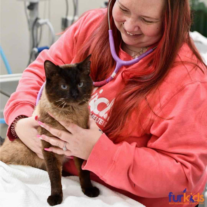 Kristin's Kitty Care photo 3