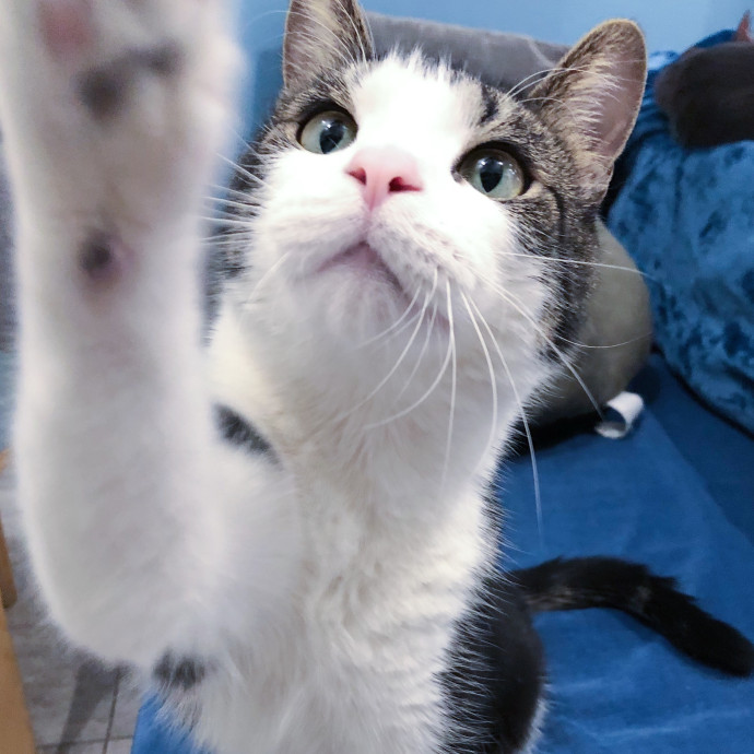 Brooklyn Cat Sitting photo 2