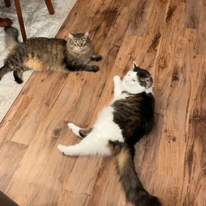 Amie's Fur-Ever Friends Cat Sitting