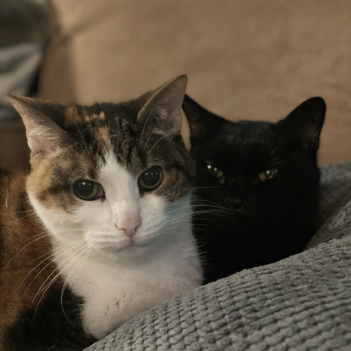 Tigers  Tabbies Cat Sitting photo 2
