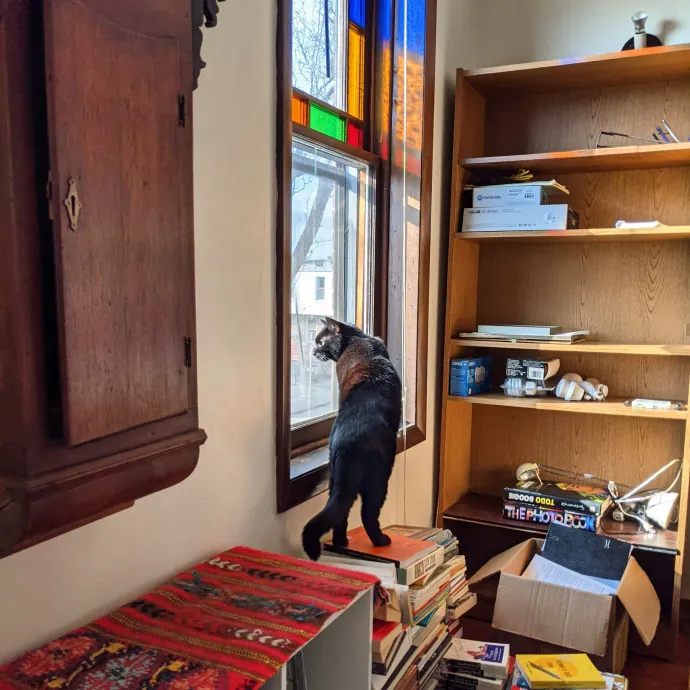 Rodrigo's Baltimore Gato Service photo 2