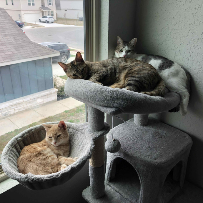 Heather And The Weather Cats