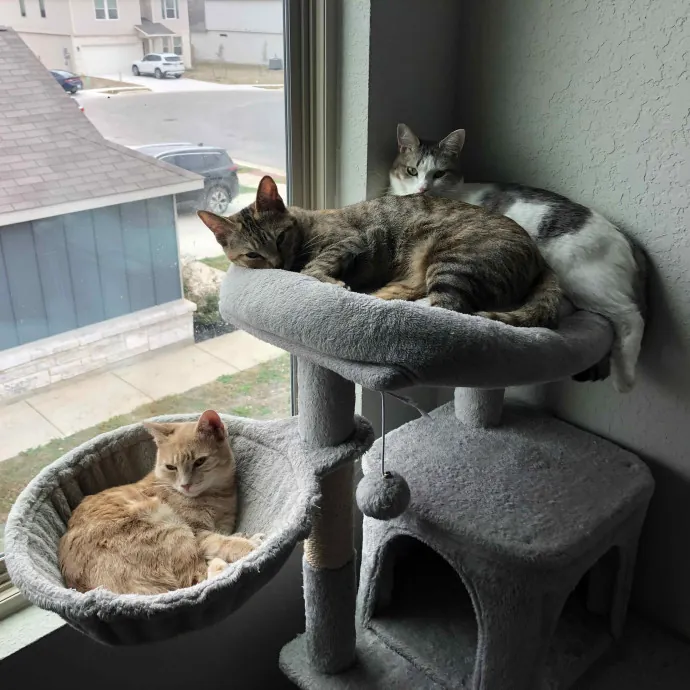 Heather And The Weather Cats