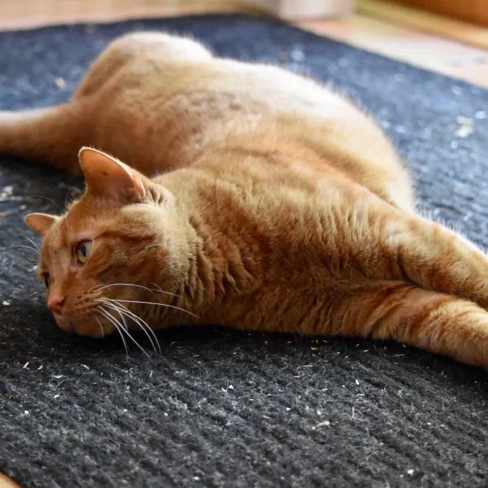 The Cat's Meow Cat Sitting