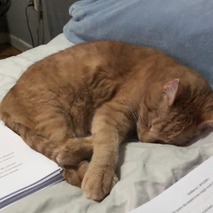 Just Wanna Hang With Cats photo 3
