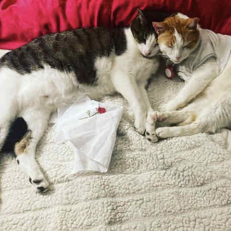 Meticulous And Caring Pet Care