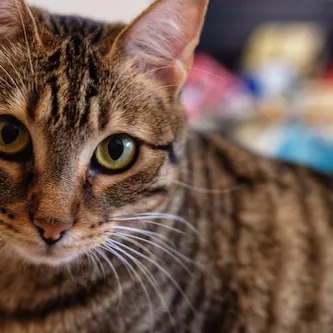 Megan The Kitty Corraller photo 4