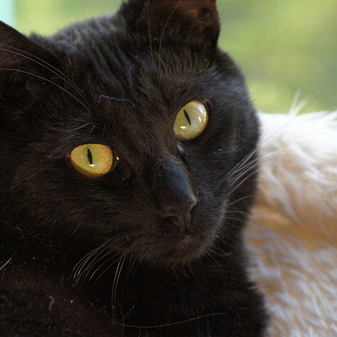 Rosemary's Kitten Sitten'