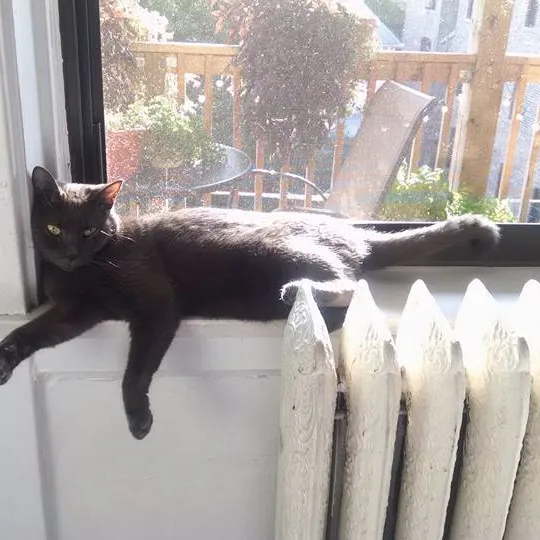 A Purrfect Cat Sitter-With Suzanne