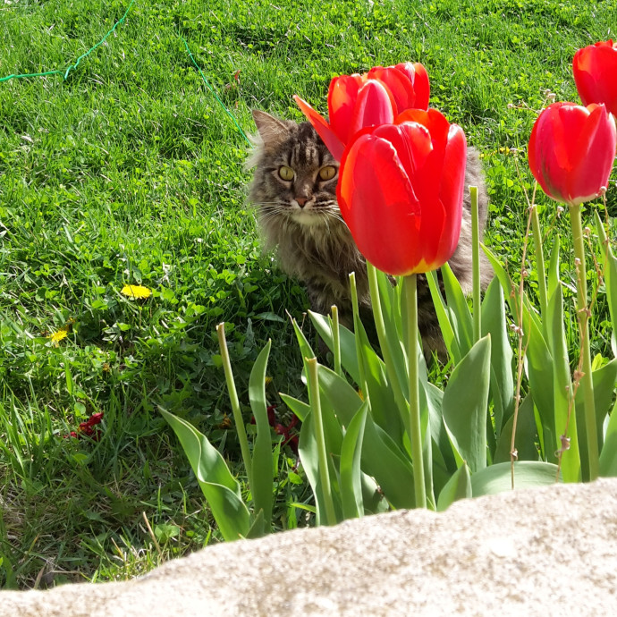 Purrpal Leni Your Furbaby's Best Friend