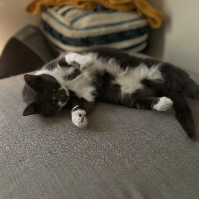 Your Fur Baby's New Bestfriend