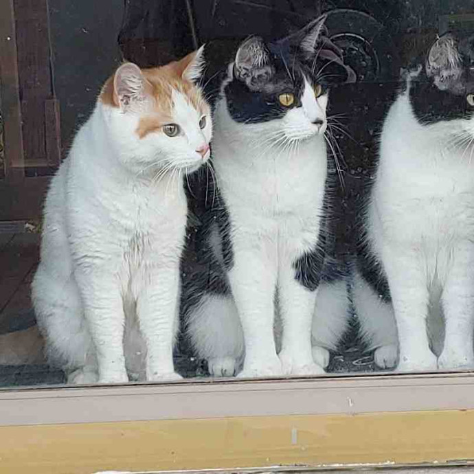 Aimee's Dm Feline Fun photo 2