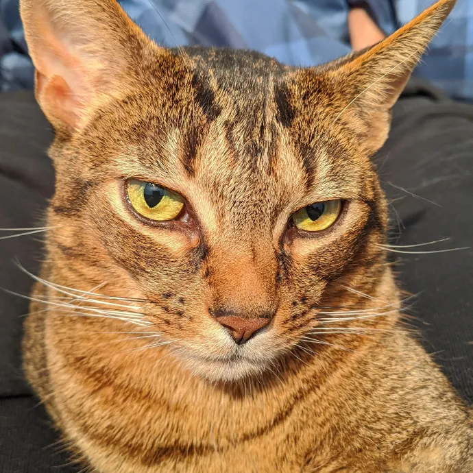 Leah & Spud Catsitting Extraordinaires photo 2