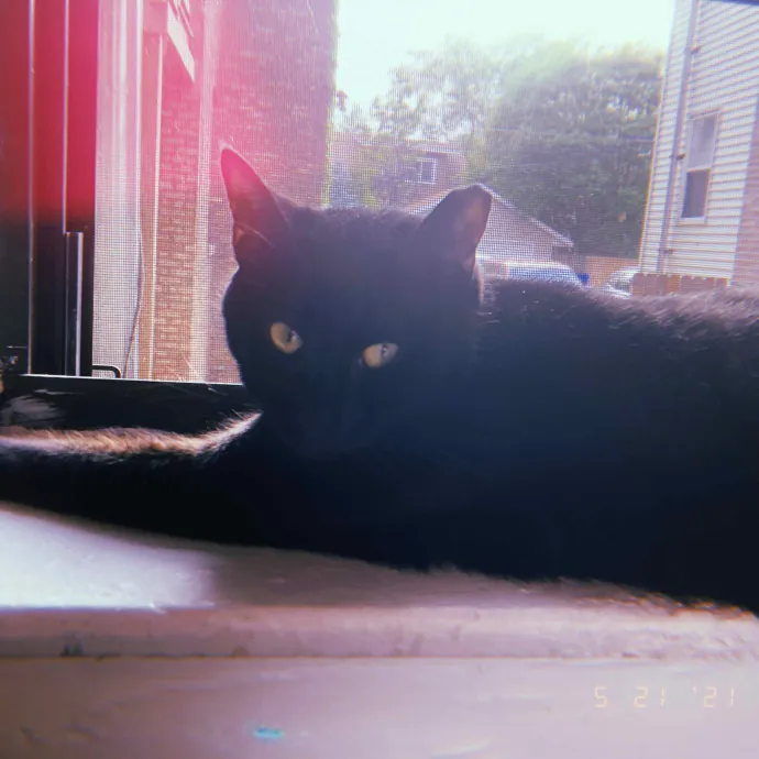 Richmond Cat Care By Donna