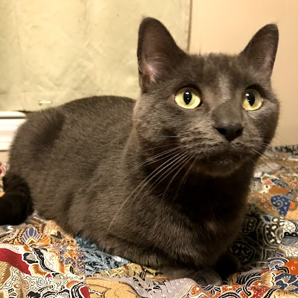 Dover-Foxcroft Cat Sitter photo 3