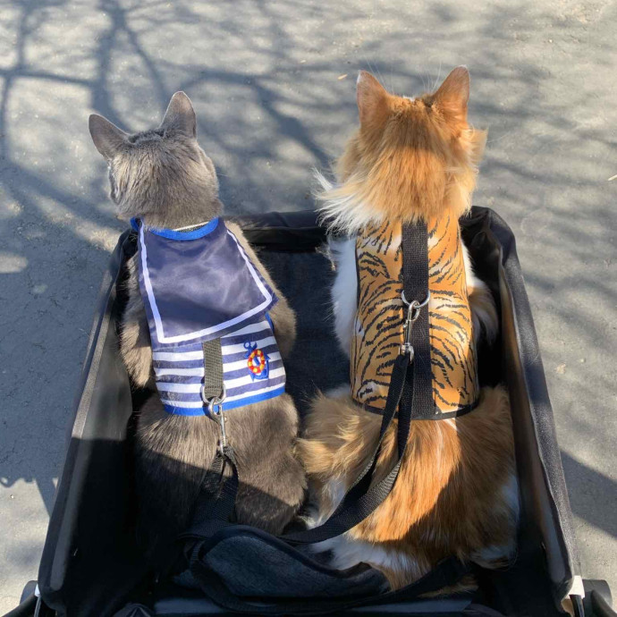 Happy Cats