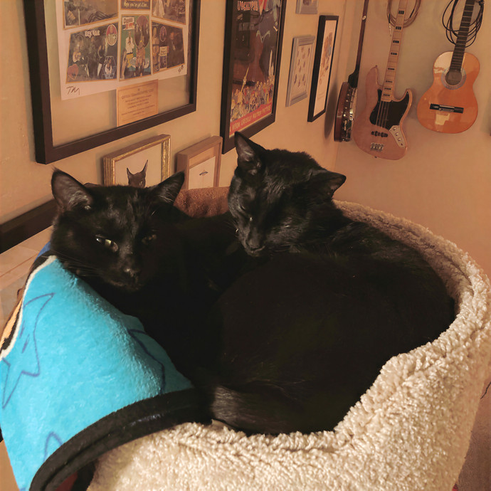 Cat Sitting In Monterey