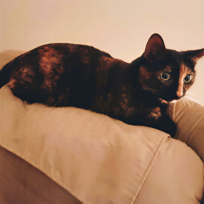 Feline Good Cat Services In Glendale Az
