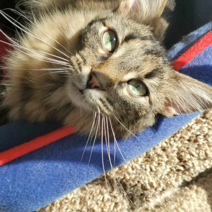 Allison's Cat Sitting photo 2