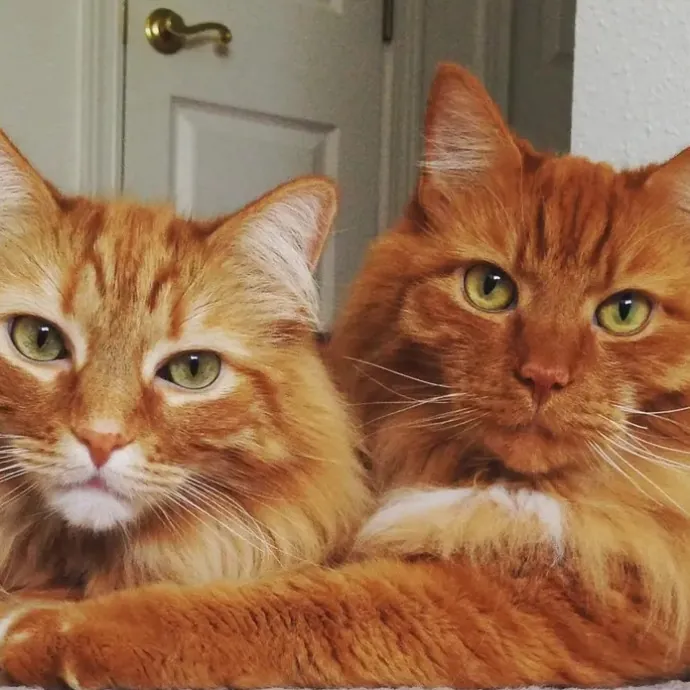 Purrfectly Pampered Kitty Care - Vet Tech