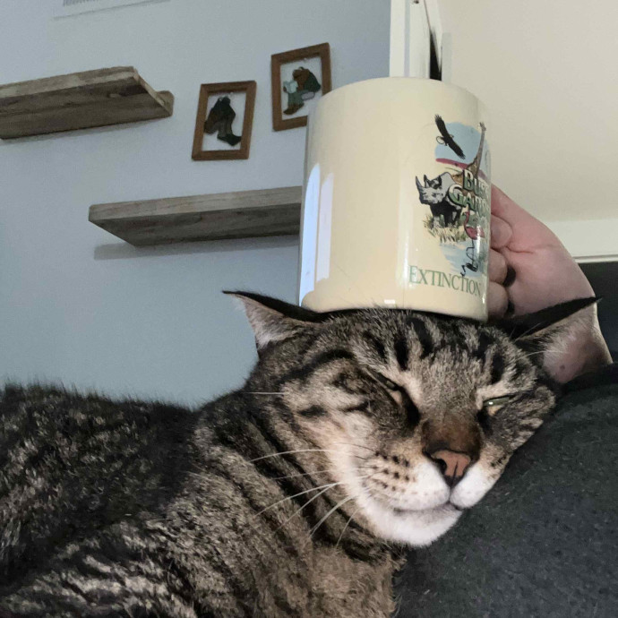 Maggie Meowtel
