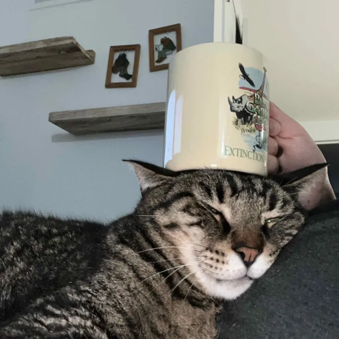Maggie Meowtel