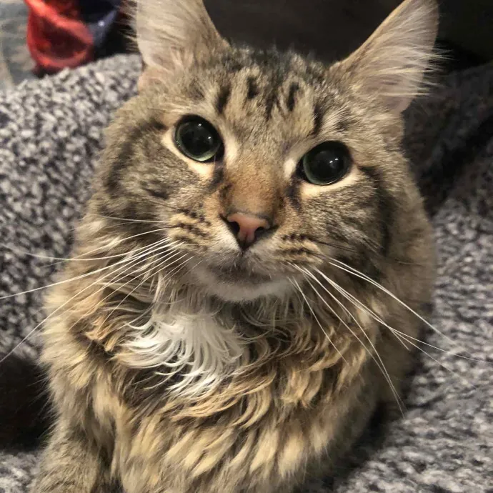 Katie's Pawsome Cat Sitting