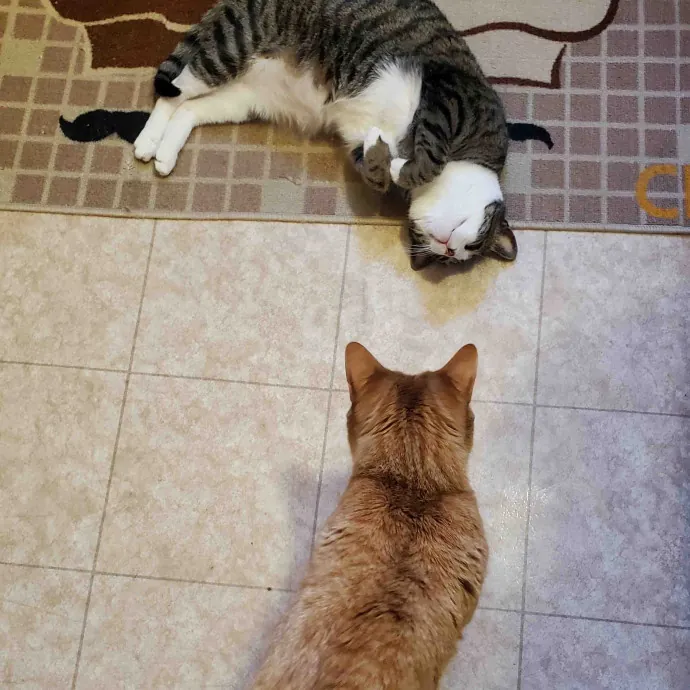 Amanda's Caring Hands