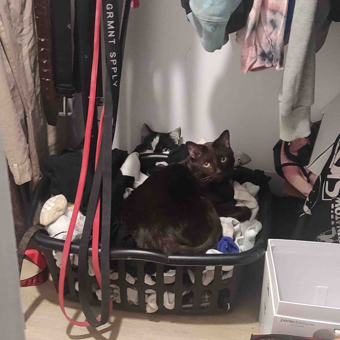 Cat Sitting In Brooklyn
