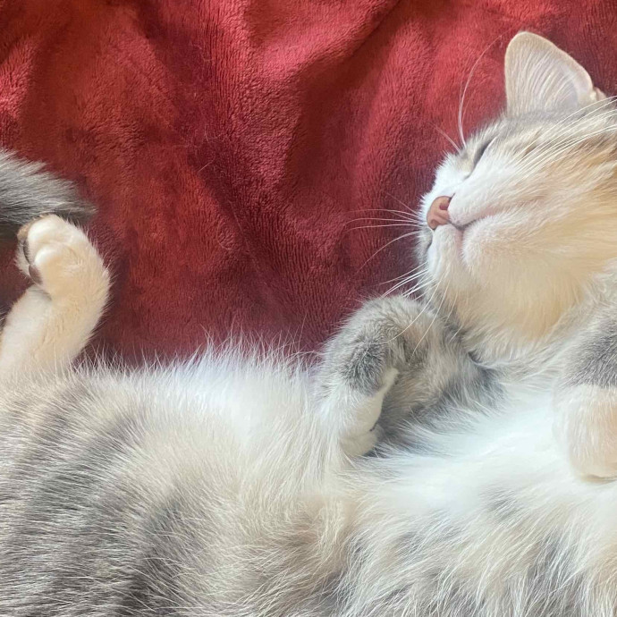 Your Fairy Cat-Mother In Brooklyn photo 2