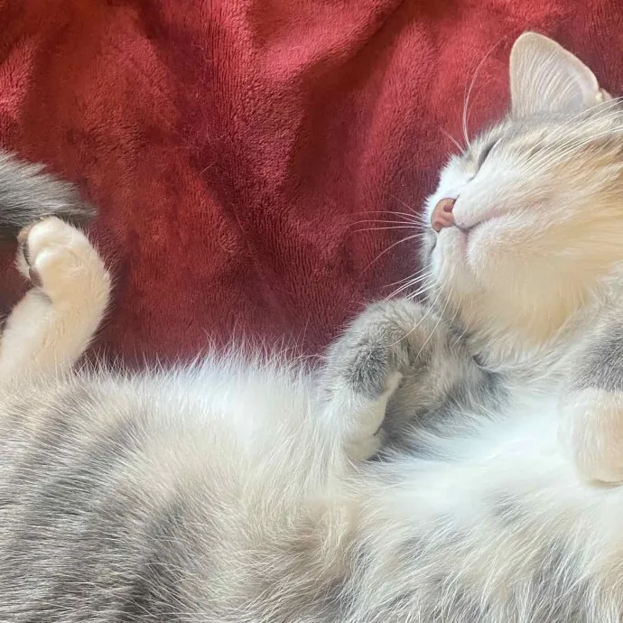 Your Fairy Cat-Mother In Brooklyn photo 2