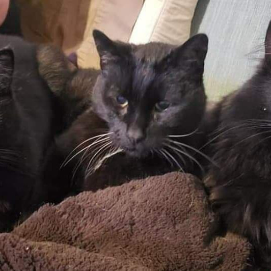 Mumther Of Cats In Lansing photo 3