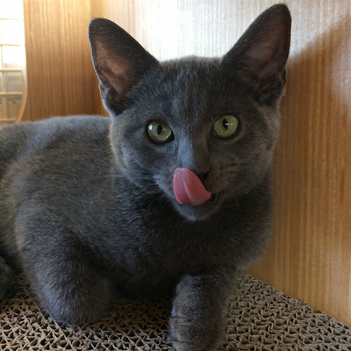 Cat Nutritionist In Training With Injectable Meds Experience photo 3