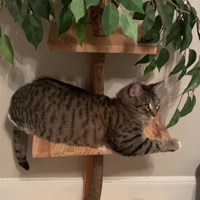 Casa Meow In Pasadena Tx photo 2
