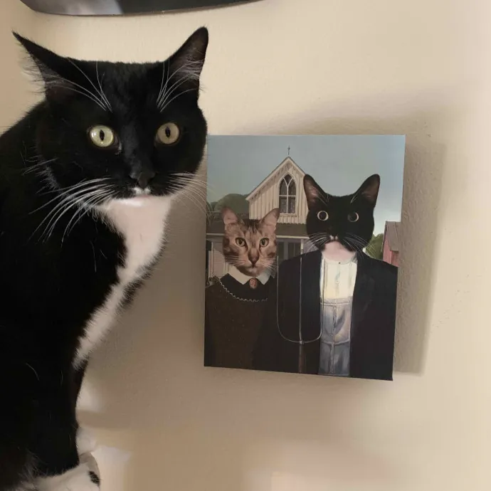 Pharaoh's Watch Cat photo 4