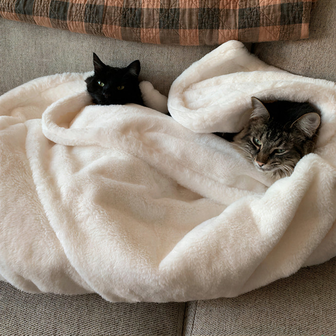 Leia's Kitten Sittin' San Diego photo 2