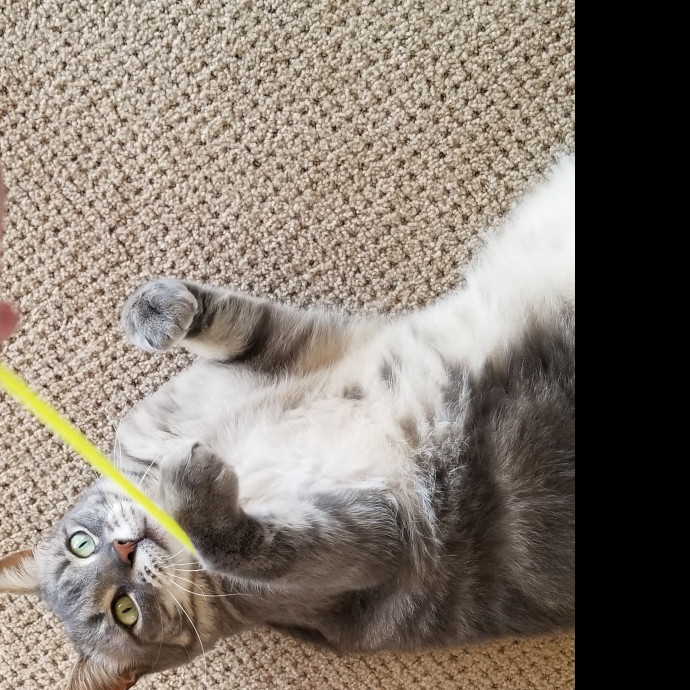 Cat Cuddles Full-Time Sitter Since 2015
