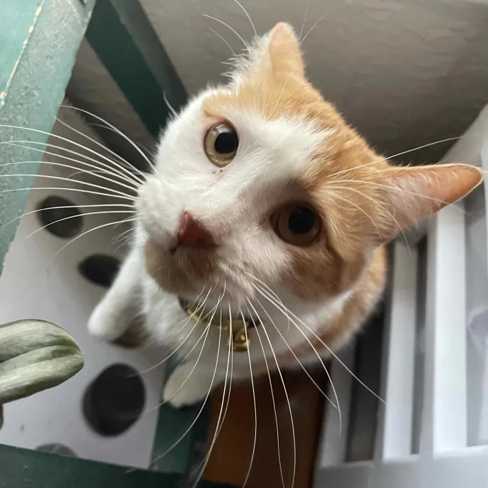 Violet Meowvelous Cat Sitter Adventures