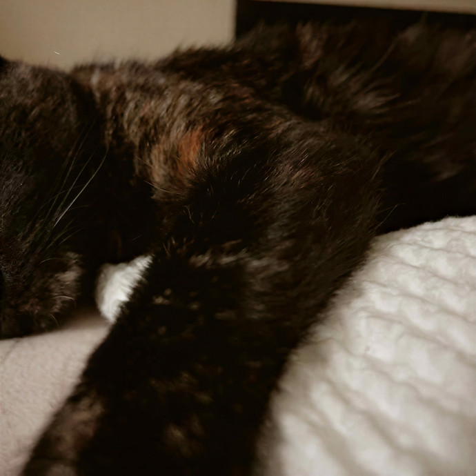 Zaira's Cozy Kitty Care In Orange County