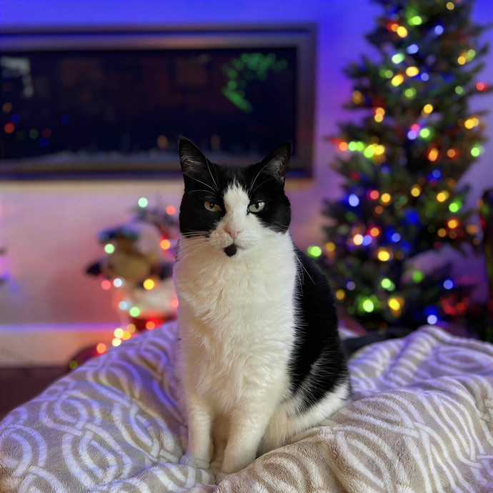 Cat Sitter Taylor - In Marin photo 2