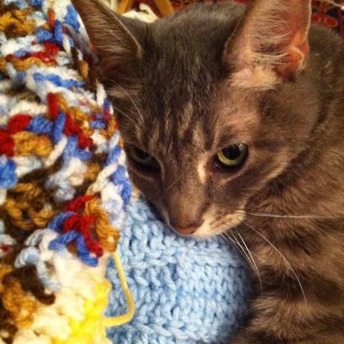 Rachel's Philly Kitty Tlc